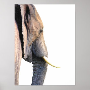 Elephant profile jungle animal portrait poster