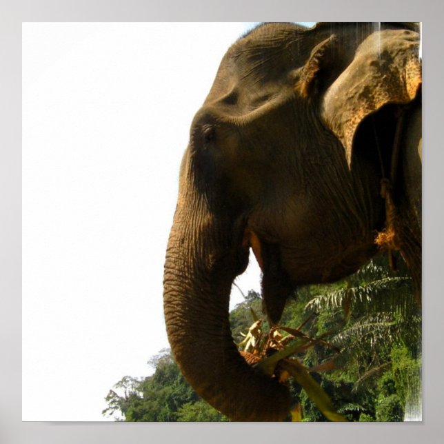 Elephant Profile Poster (Front)