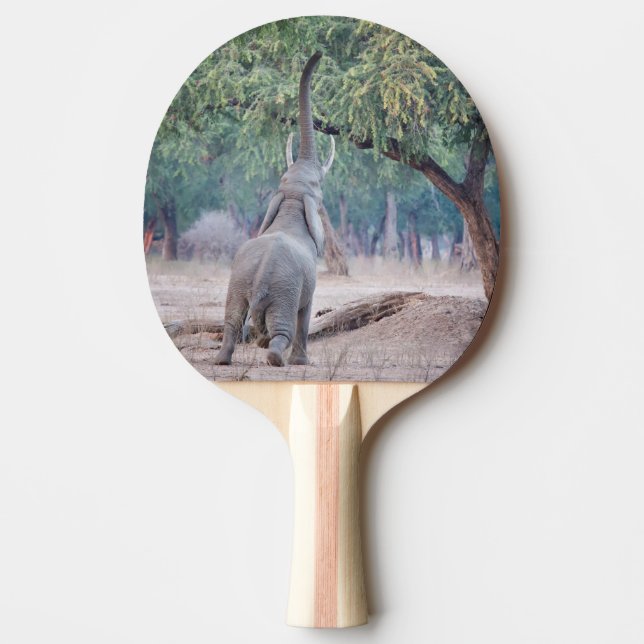 Elephant reaching for Acacia tree Ping Pong Paddle (Front)