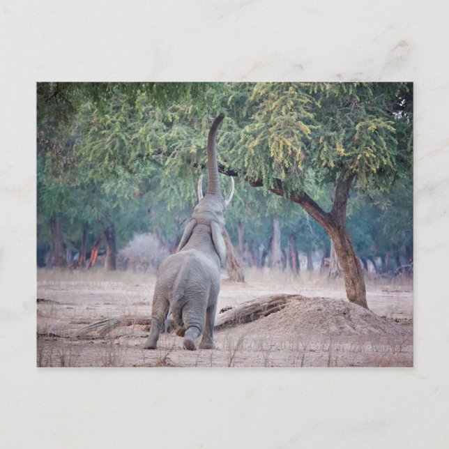 Elephant reaching for Acacia tree Postcard (Front)