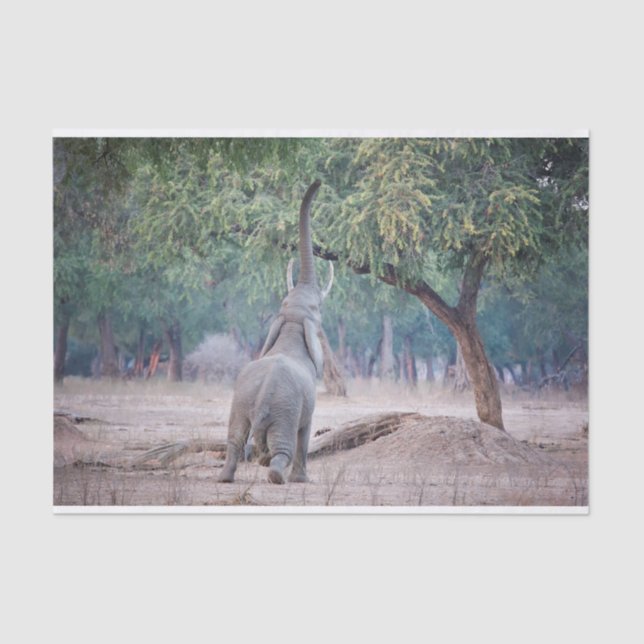 Elephant reaching for Acacia tree Tissue Paper (Front)