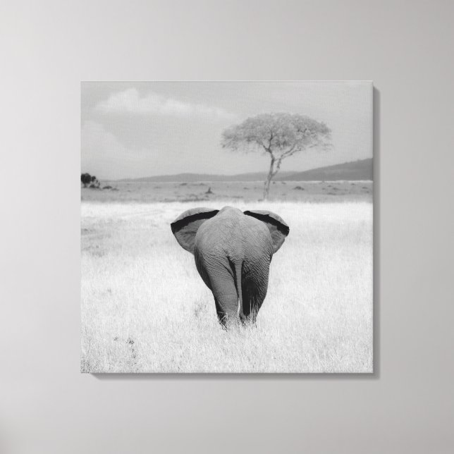Elephant, rear view Wrapped Canvas (Front)