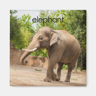Elephant Refrigerator Magnet