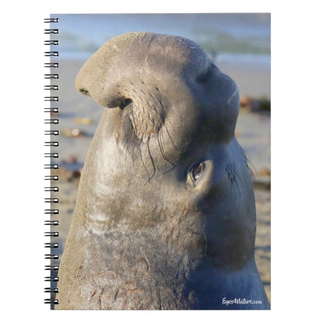 Elephant Seal bull Notebook (Front)