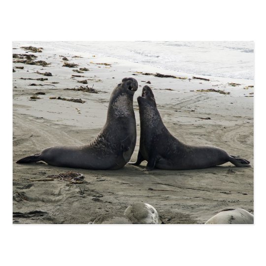 Elephant Seals Fighting Postcard