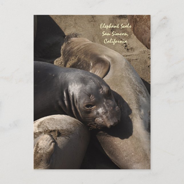 Elephant Seals, San Simeon, California Postcard (Front)