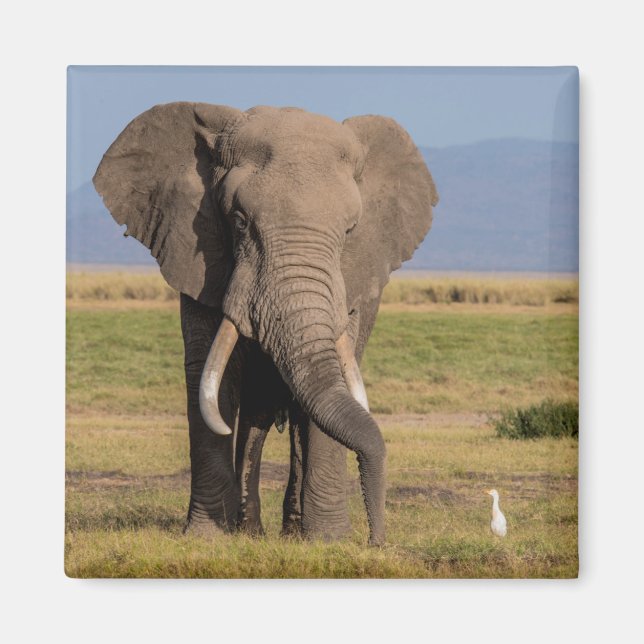 Elephant Searching Magnet (Front)
