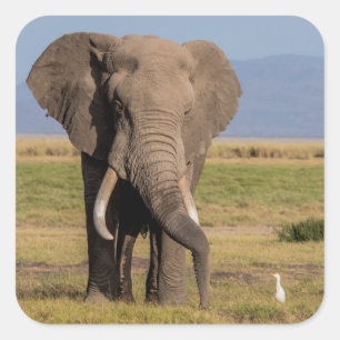 Elephant Searching Square Sticker
