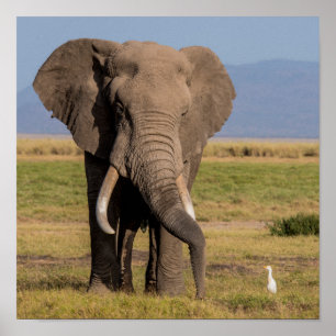 Elephant Searching the Groung Poster