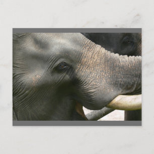 Elephant Smile Photo in Thailand Postcard