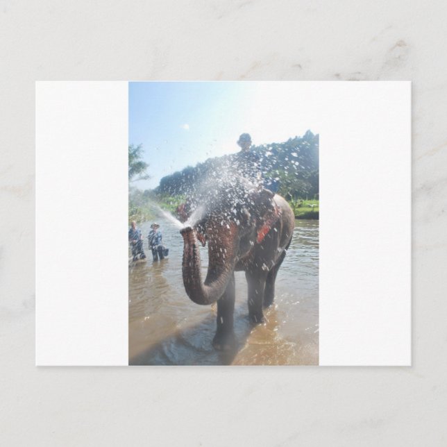 Elephant spraying water postcard (Front)