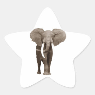 Elephant Star Sticker