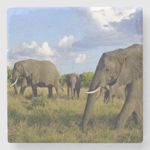 Elephant Stone Coaster