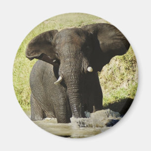 Elephant swimming (african elephant) magnet