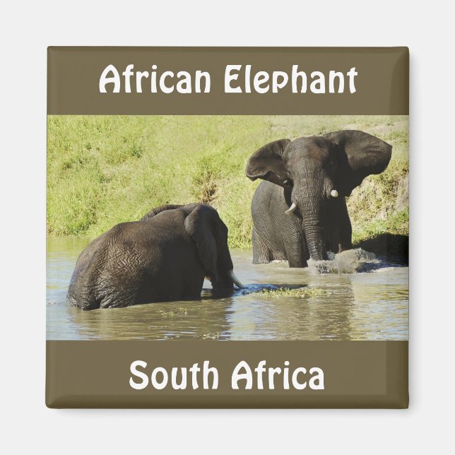 Elephant swimming (african elephant) magnet (Front)