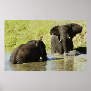 Elephant swimming (african elephant) poster, print