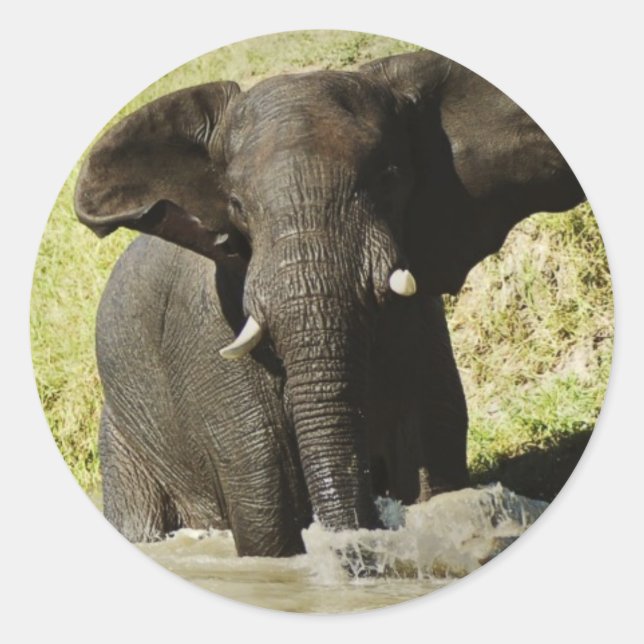 Elephant swimming (african elephant) sticker (Front)