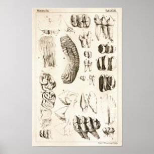 Elephant Teeth Veterinary Dental Anatomy Print