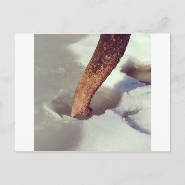 Elephant Trunk Postcard (Front)