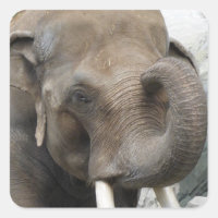 Elephant Trunk Stickers