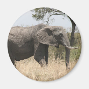 elephant tusk magnet