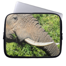Elephant Tusks