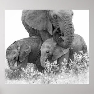 Elephant & Two Calves Samburu Poster