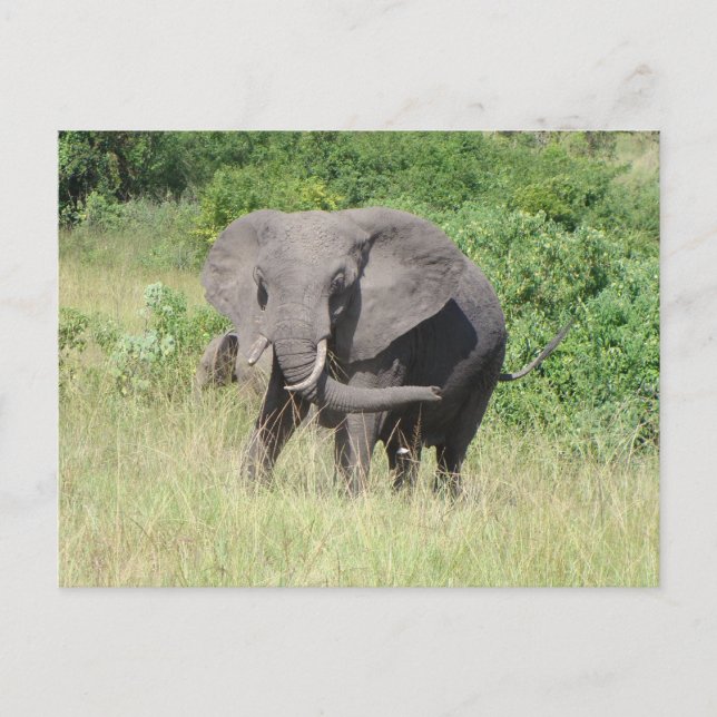Elephant Uganda Africa Postcard (Front)