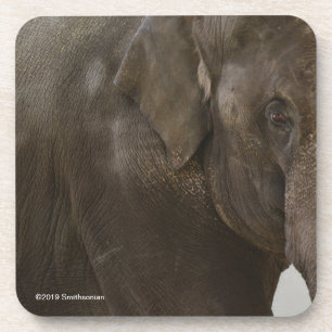 Elephant Up-Close Coaster
