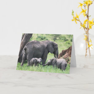 Elephant with Calves Wildlife Baby Animals Photo Card