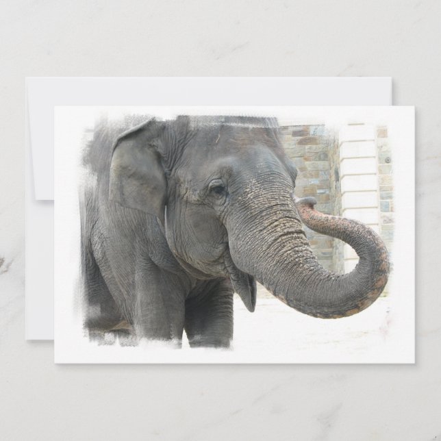 Elephant with Curled Trunk Invitation (Front)
