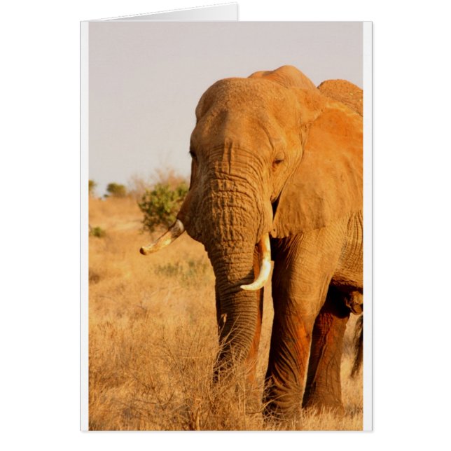 Elephants (Front)