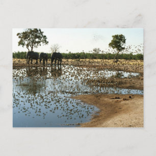 Elephants and Birds 2 postacrd Postcard