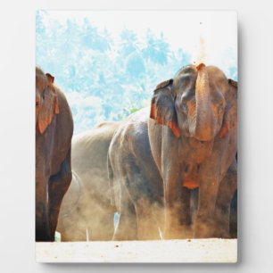 Elephants Animals Safari Destiny Peace Love Plaque