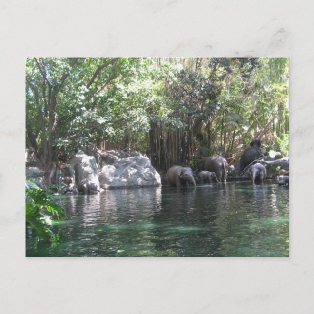 Elephants at play postcard (Front)