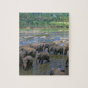 Elephants bathing in river Sri Lanka Jigsaw Puzzle