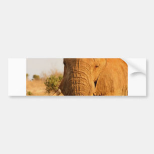 Elephants Bumper Sticker