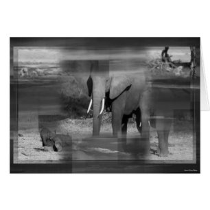 Elephants Card