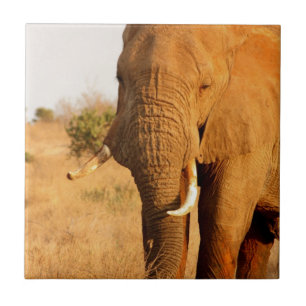 Elephants Ceramic Tile