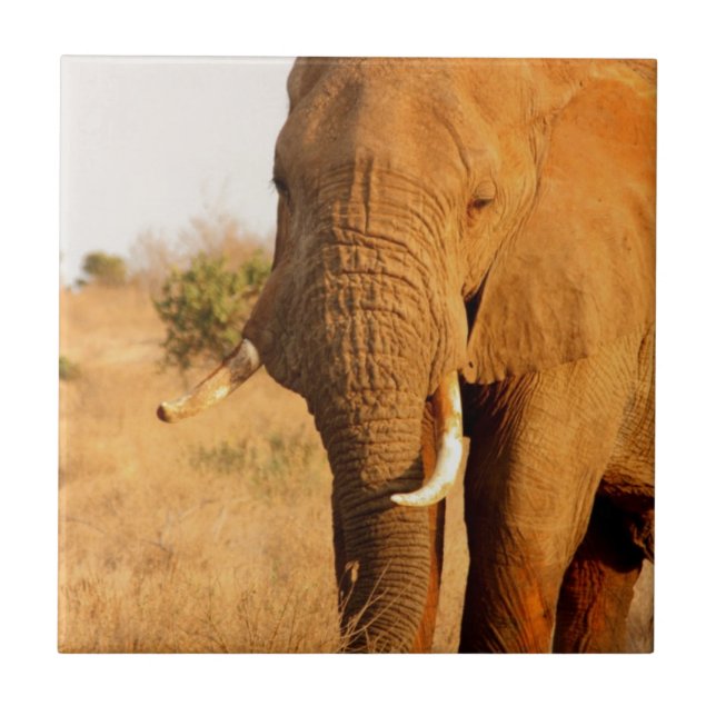 Elephants Ceramic Tile (Front)