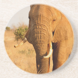Elephants Coaster