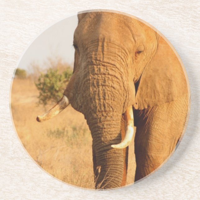 Elephants Coaster (Front)