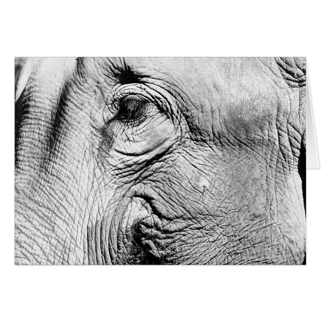 Elephants Eye, 2017 (Front Horizontal)