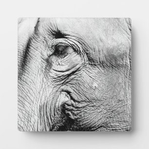 Elephants Eye, 2017 Plaque