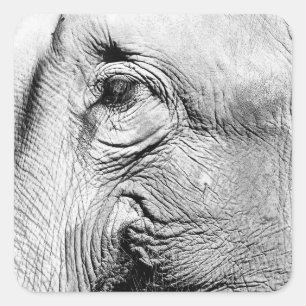 Elephants Eye, 2017 Square Sticker