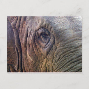 Elephants Eye Postcard