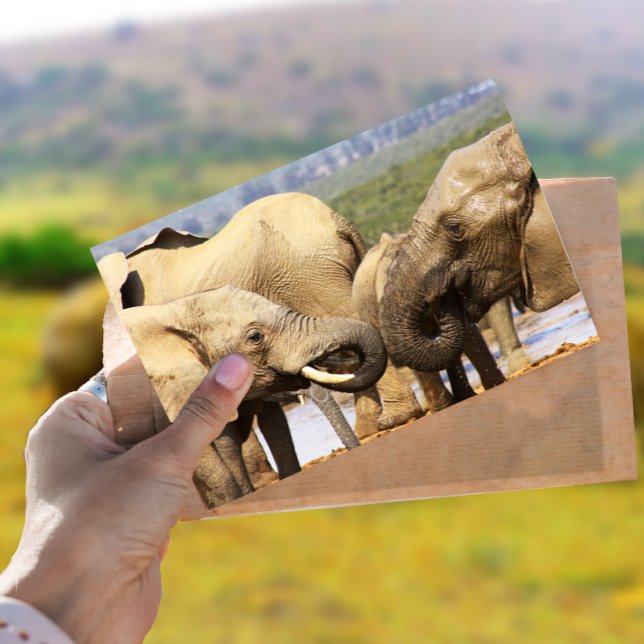 Elephants face to face Postcard (Creator Uploaded)