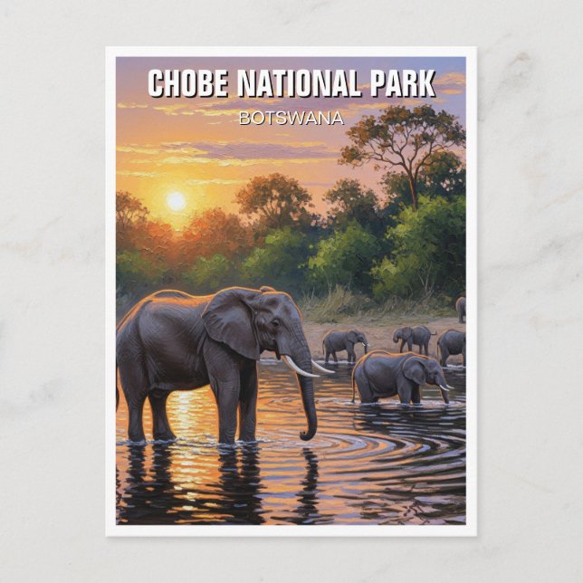 Elephants in Chobe National Park Botswana Postcard (Front)