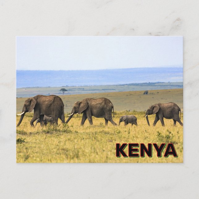 Elephants In Kenya Postcard (Front)