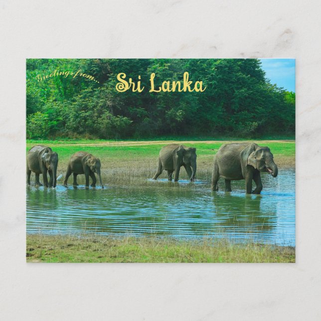 Elephants in Udawalawa National Park Sri Lanka Postcard (Front)